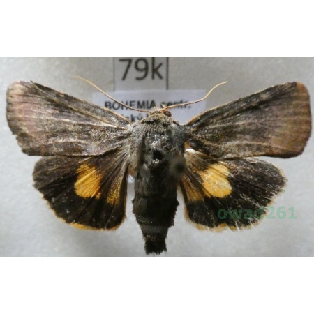 Noctua janthina Denis & Schiffermüller, 1775 Rolnica przepaska Czech79k